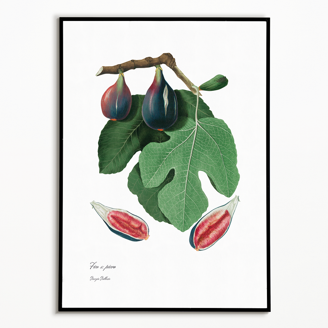 Fig By Giorgio Gallesio - Art Print