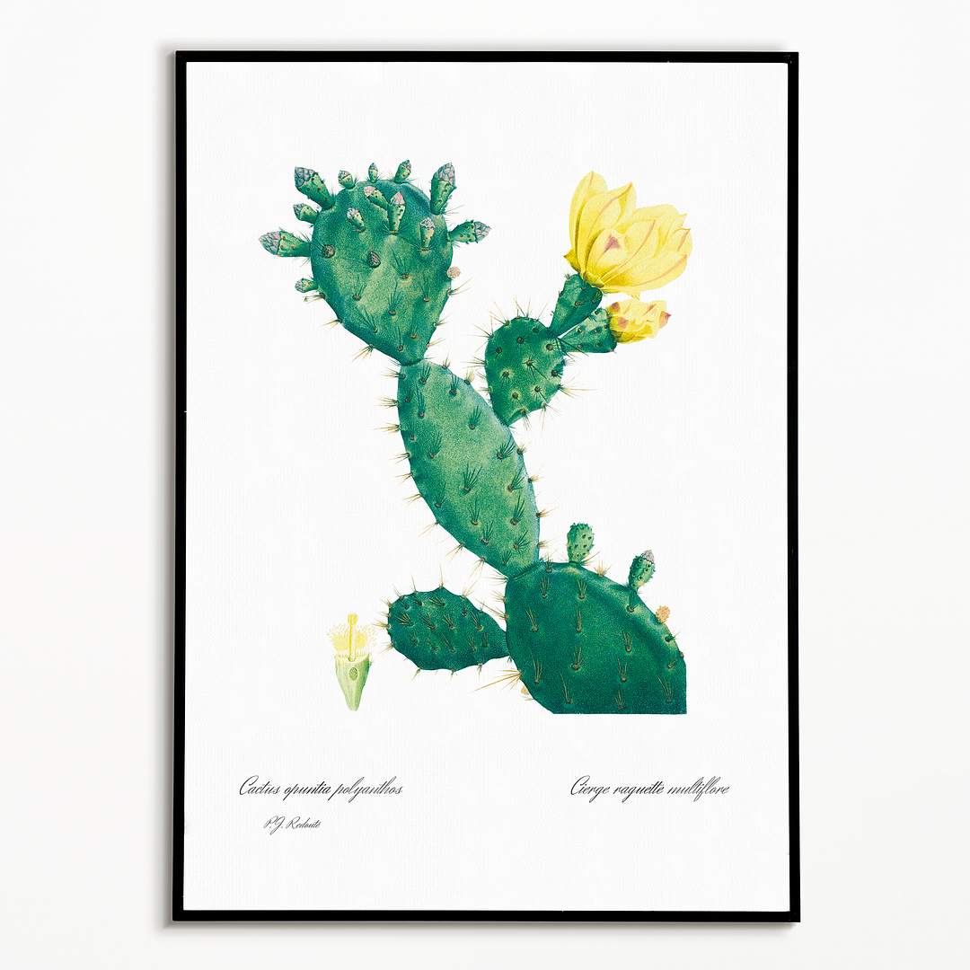 Aloe Opuntia Polyanthos By Pierre-Joseph Redouté - Art Print