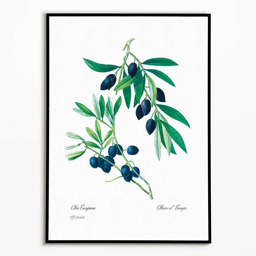 Olive By Pierre-Joseph Redouté - Art Print