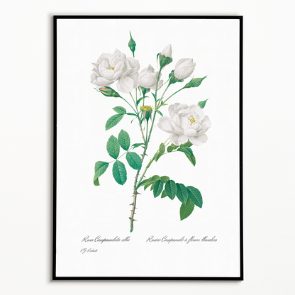 Pink Bellflowers to White Flowers By Pierre-Joseph Redouté - Art Print