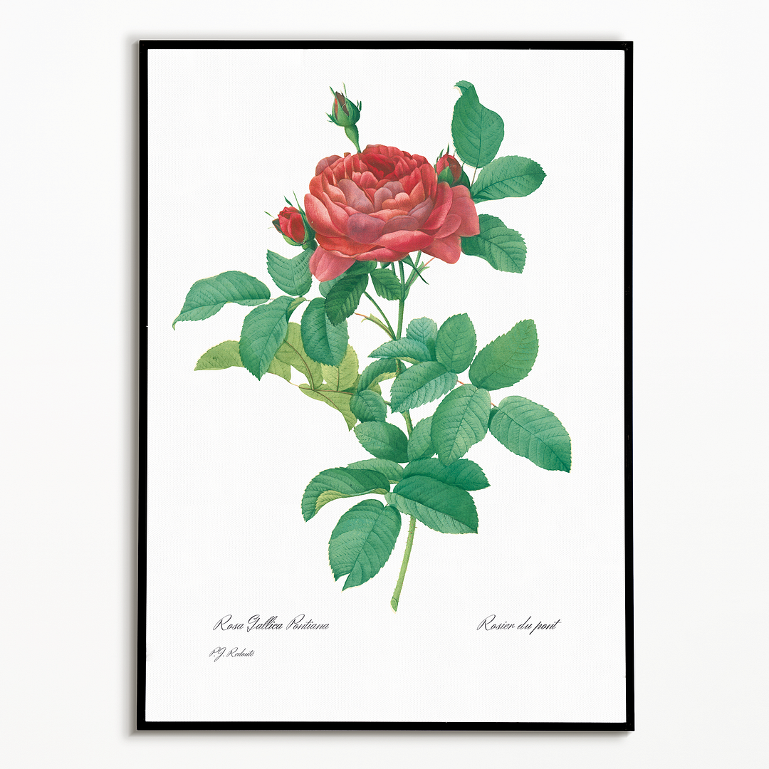 Bridge Rose By Pierre-Joseph Redouté - Art Print