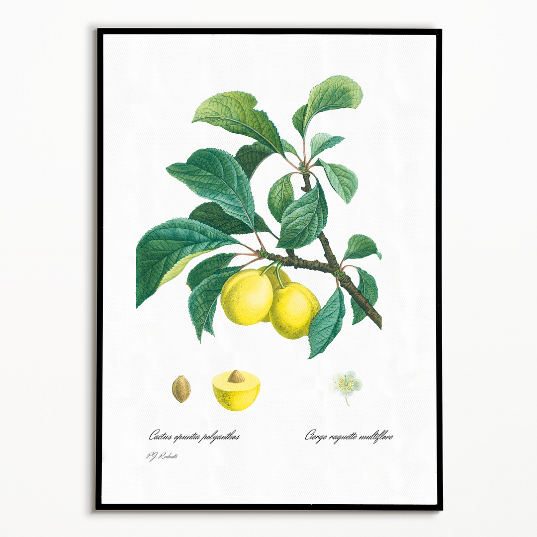 Plum By Pierre-Joseph Redouté - Art Print