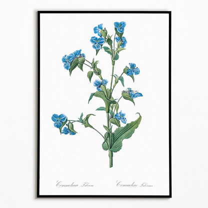 Commelina tuberosa By Pierre-Joseph Redouté - Art Print