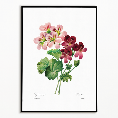 Geranium By Pierre-Joseph Redouté - Art Print