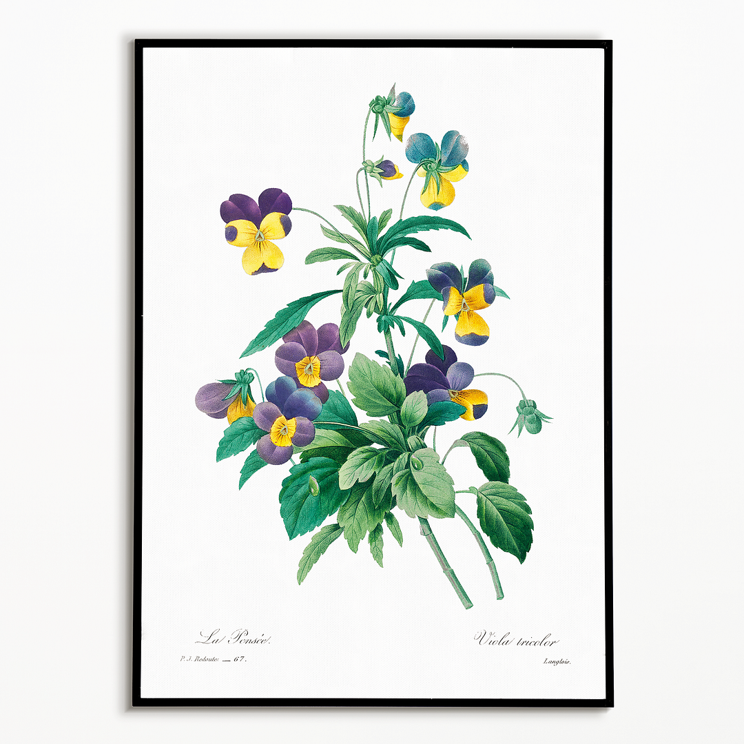 Wild pansy By Pierre-Joseph Redouté - Art Print