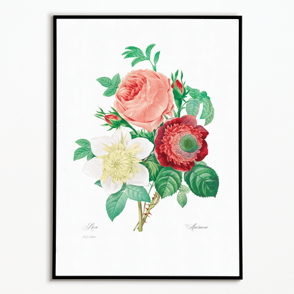 Anemone and cabbage rose By Pierre-Joseph Redouté - Art Print