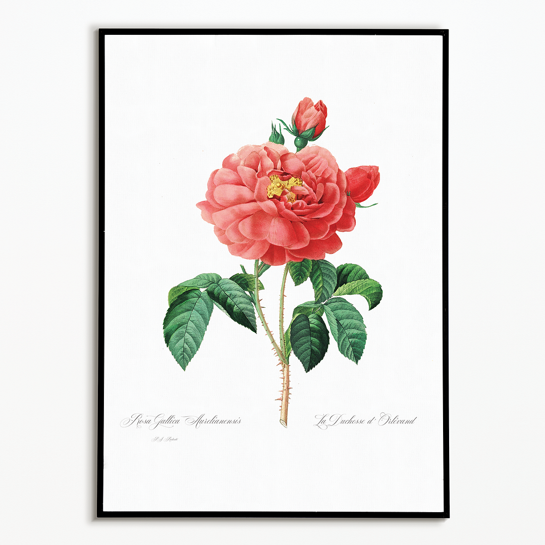 Pink rose By Pierre-Joseph Redouté - Art Print