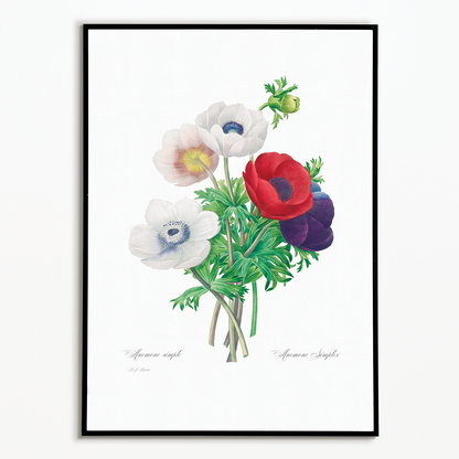 Anemone coronaria By Pierre-Joseph Redouté - Art Print