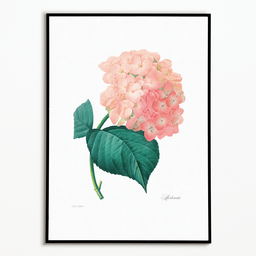 Hydrangea By Pierre-Joseph Redouté - Art Print