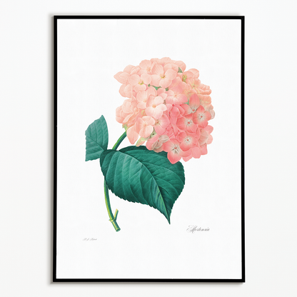 Hydrangea By Pierre-Joseph Redouté - Art Print