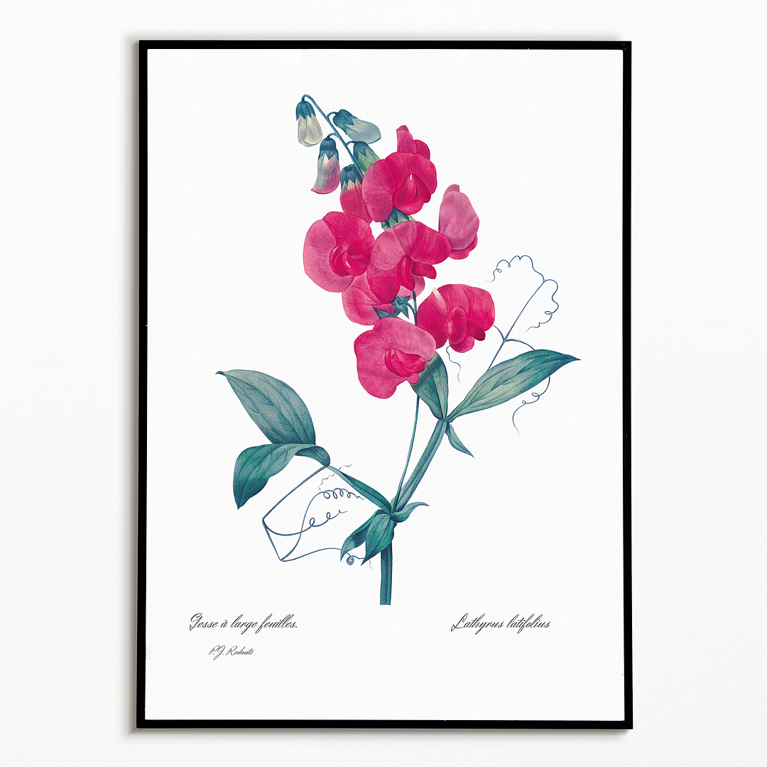 Everlasting Pea By Pierre-Joseph Redouté - Art Print