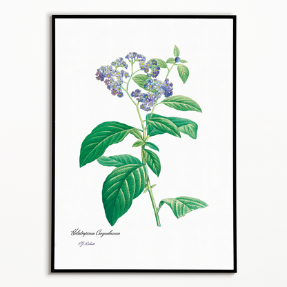 Forget Me Not By Pierre-Joseph Redouté - Art Print