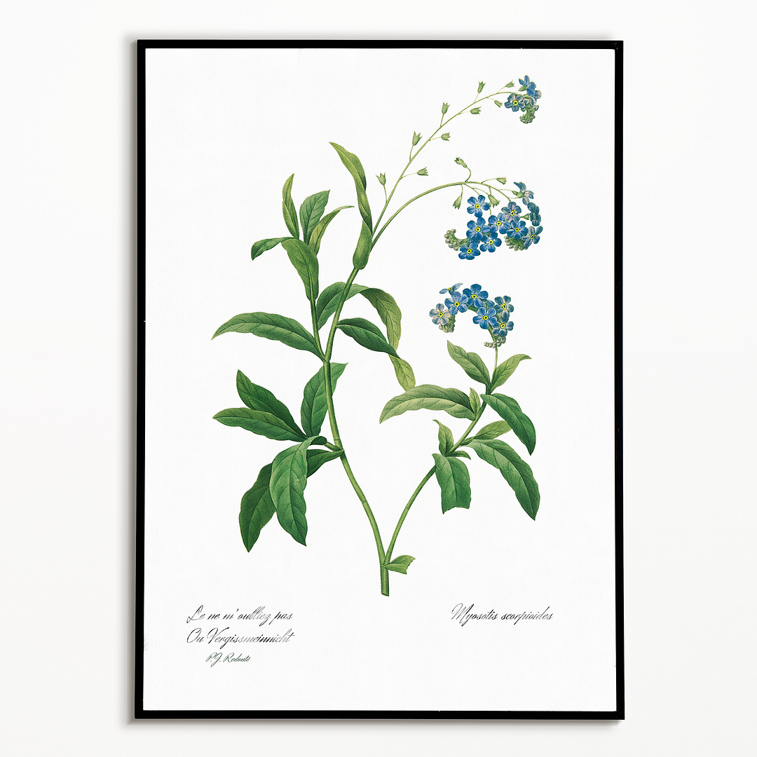 Forget Me Not Flower By Pierre-Joseph Redouté - Art Print