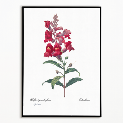 Anterinum from Choix des plus belles fleurs By Pierre-Joseph Redouté - Art Print