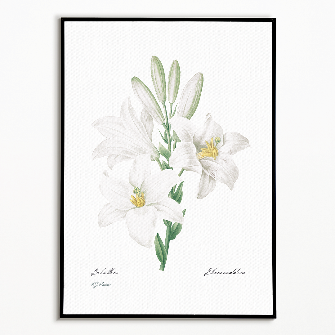 Madonna Lily from Choix des plus belles fleurs By Pierre-Joseph Redouté - Art Print