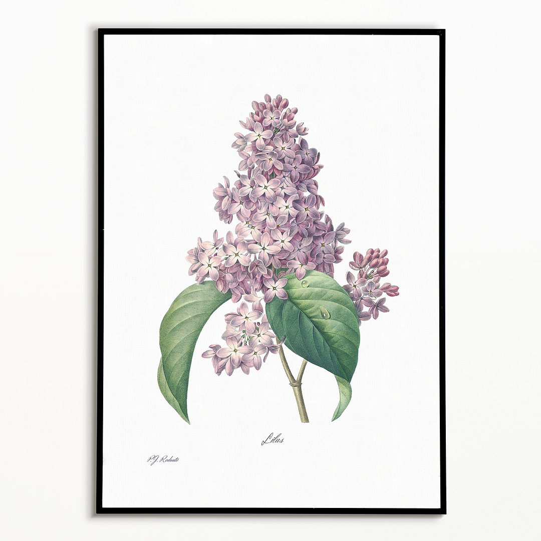 Lilac By Pierre-Joseph Redouté - Art Print