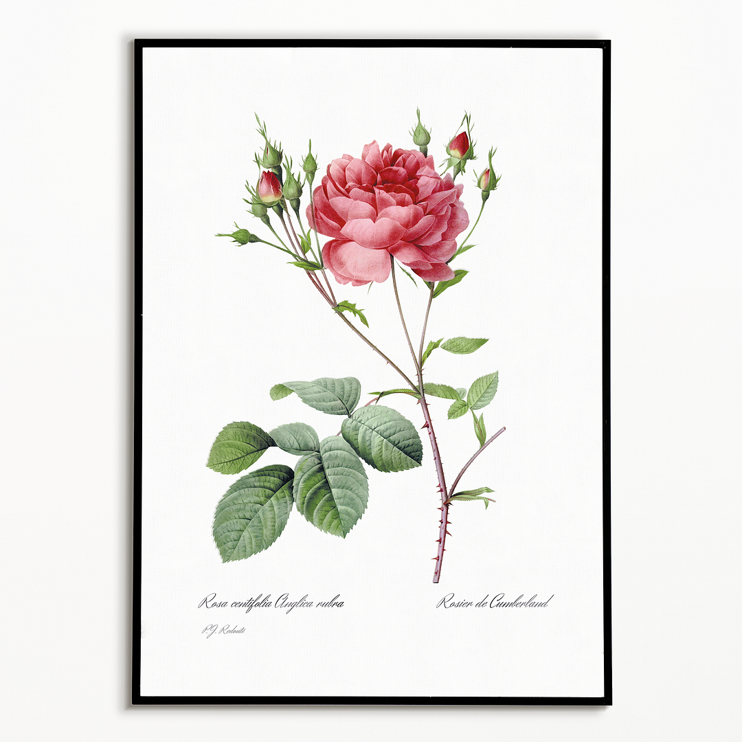 Rosa Centifolia Anglica Rubra By Pierre-Joseph Redouté - Art Print