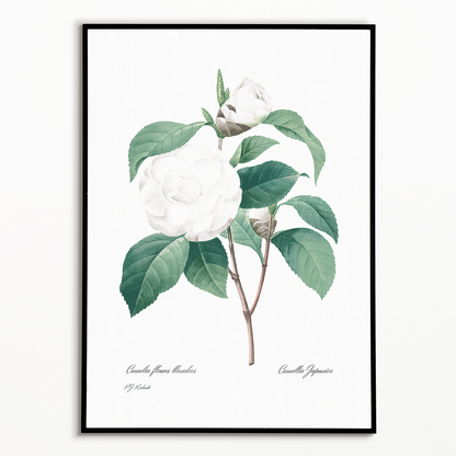 White Camellia from Choix des plus belles fleurs By Pierre-Joseph Redouté - Art Print