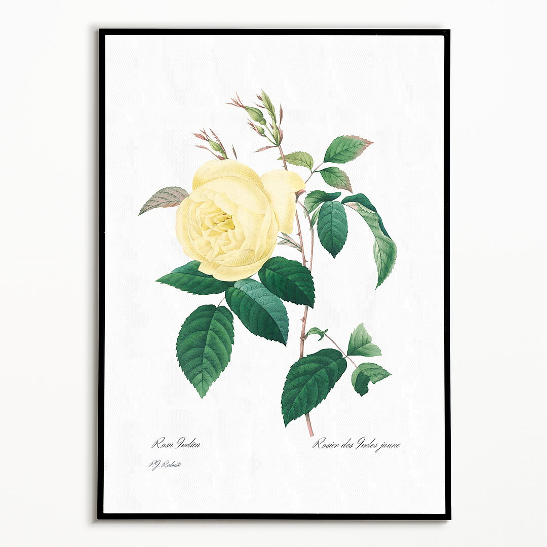 Yellow Rose By Pierre-Joseph Redouté - Art Print