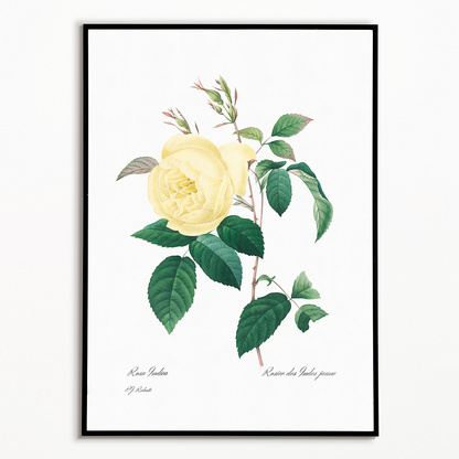 Yellow Rose By Pierre-Joseph Redouté - Art Print