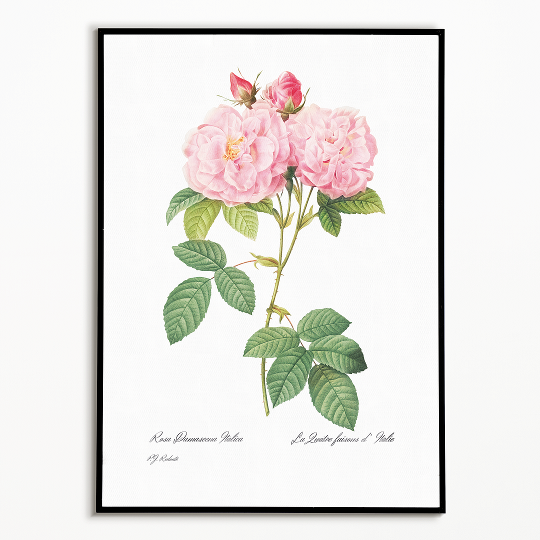 Italian Damask Rose By Pierre-Joseph Redouté - Art Print