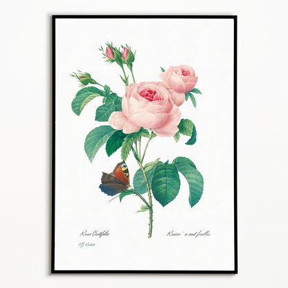 Cabbage rose By Pierre-Joseph Redouté - Art Print