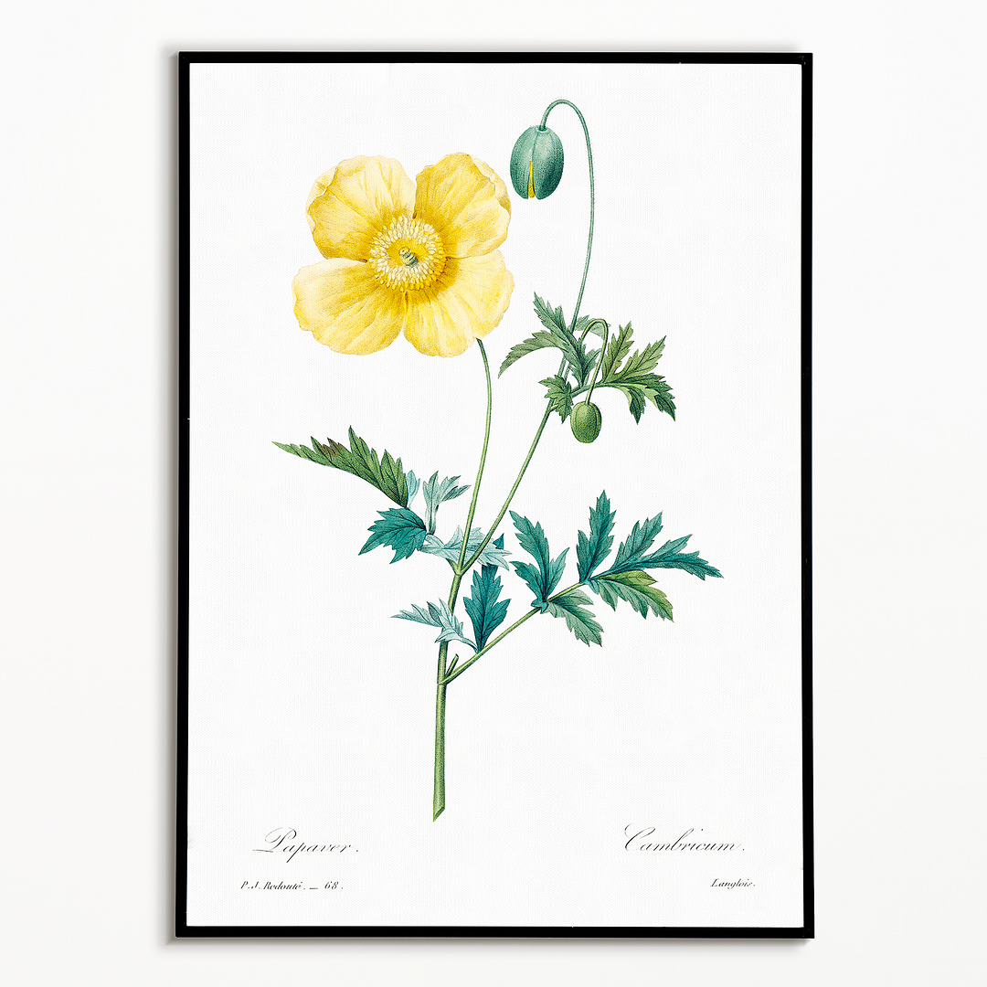 Welsh poppy by Pierre-Joseph Redouté - Art Print