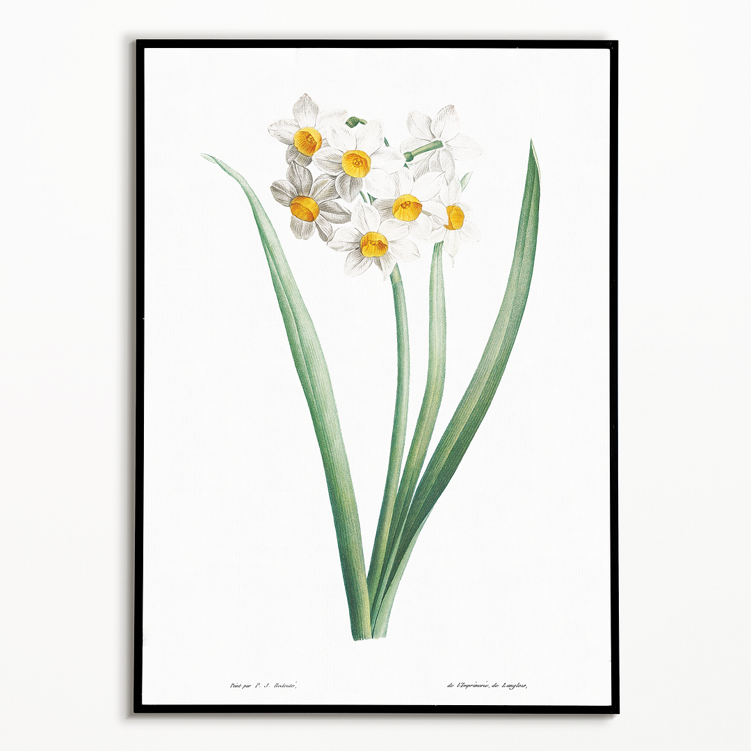 Narcissus By Pierre-Joseph Redouté - Art Print