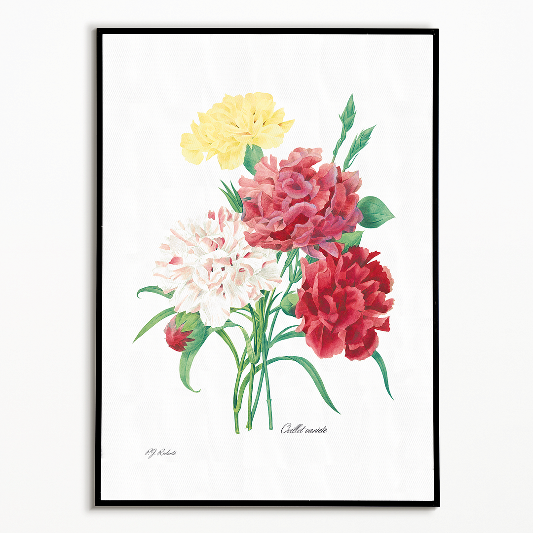 Carnation By Pierre-Joseph Redouté - Art Print