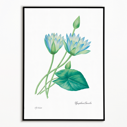 Egyptian lotus by Pierre-Joseph Redouté - Art Print