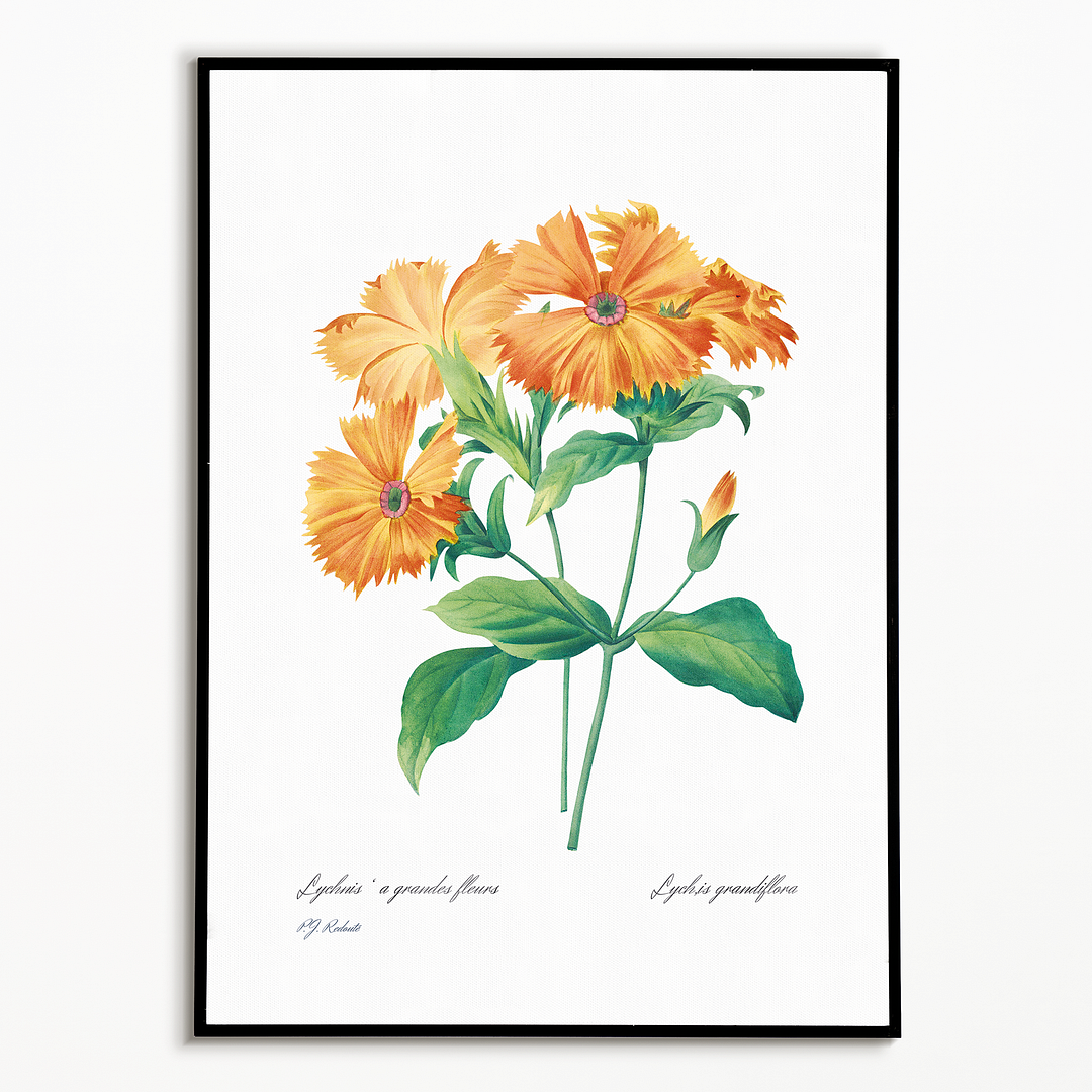 Lychnis grandiflora By Pierre-Joseph Redouté - Art Print