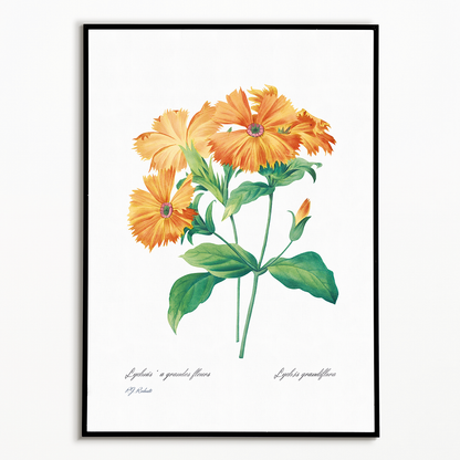 Lychnis grandiflora By Pierre-Joseph Redouté - Art Print