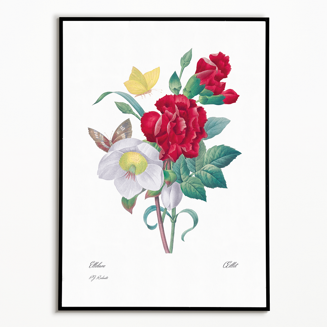 Hellebore and Oeillet By Pierre-Joseph Redouté - Art Print