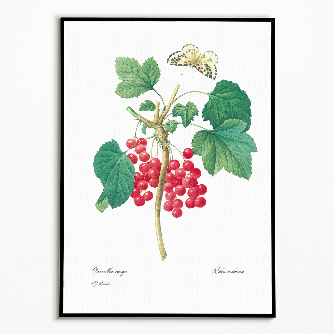 Red Currant By Pierre-Joseph Redouté - Art Print