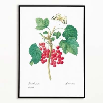 Red Currant By Pierre-Joseph Redouté - Art Print