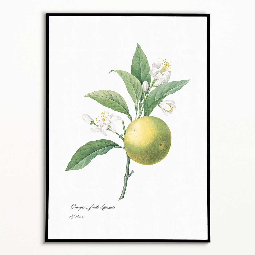 Orange By Pierre-Joseph Redouté - Art Print