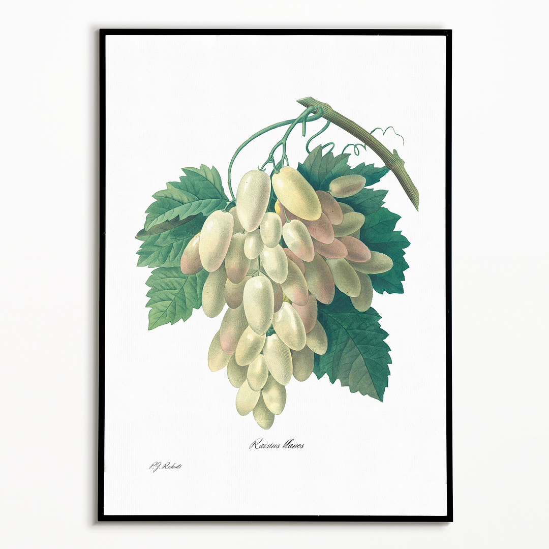 White Grape By Pierre-Joseph Redouté - Art Print