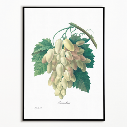 White Grape By Pierre-Joseph Redouté - Art Print