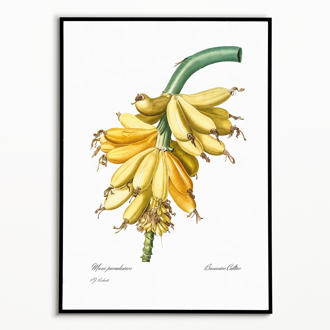 Banana By Pierre-Joseph Redouté - Art Print