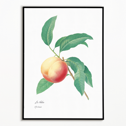 Peach fruit on a branch By Pierre-Joseph Redouté - Art Print