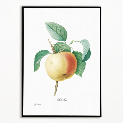 Apple by Pierre-Joseph Redouté - Art Print