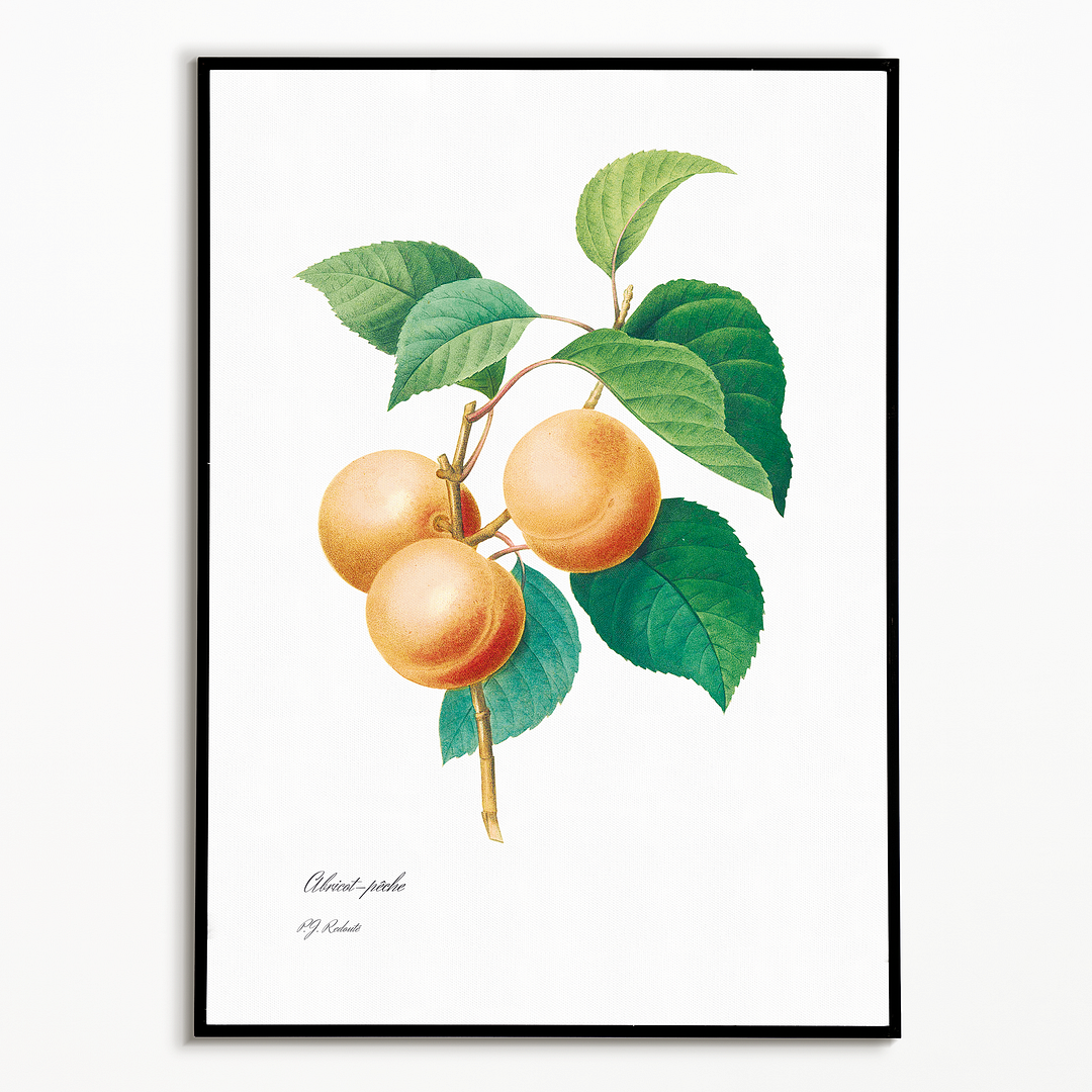 Peaches by Pierre-Joseph Redouté - Art Print