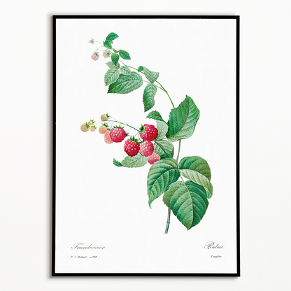 Raspberry by Pierre-Joseph Redouté - Art Print