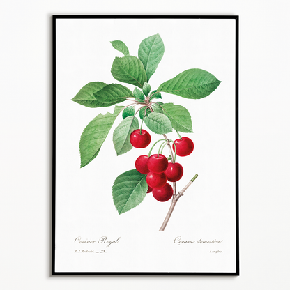 Red cherry by Pierre-Joseph Redouté - Art Print