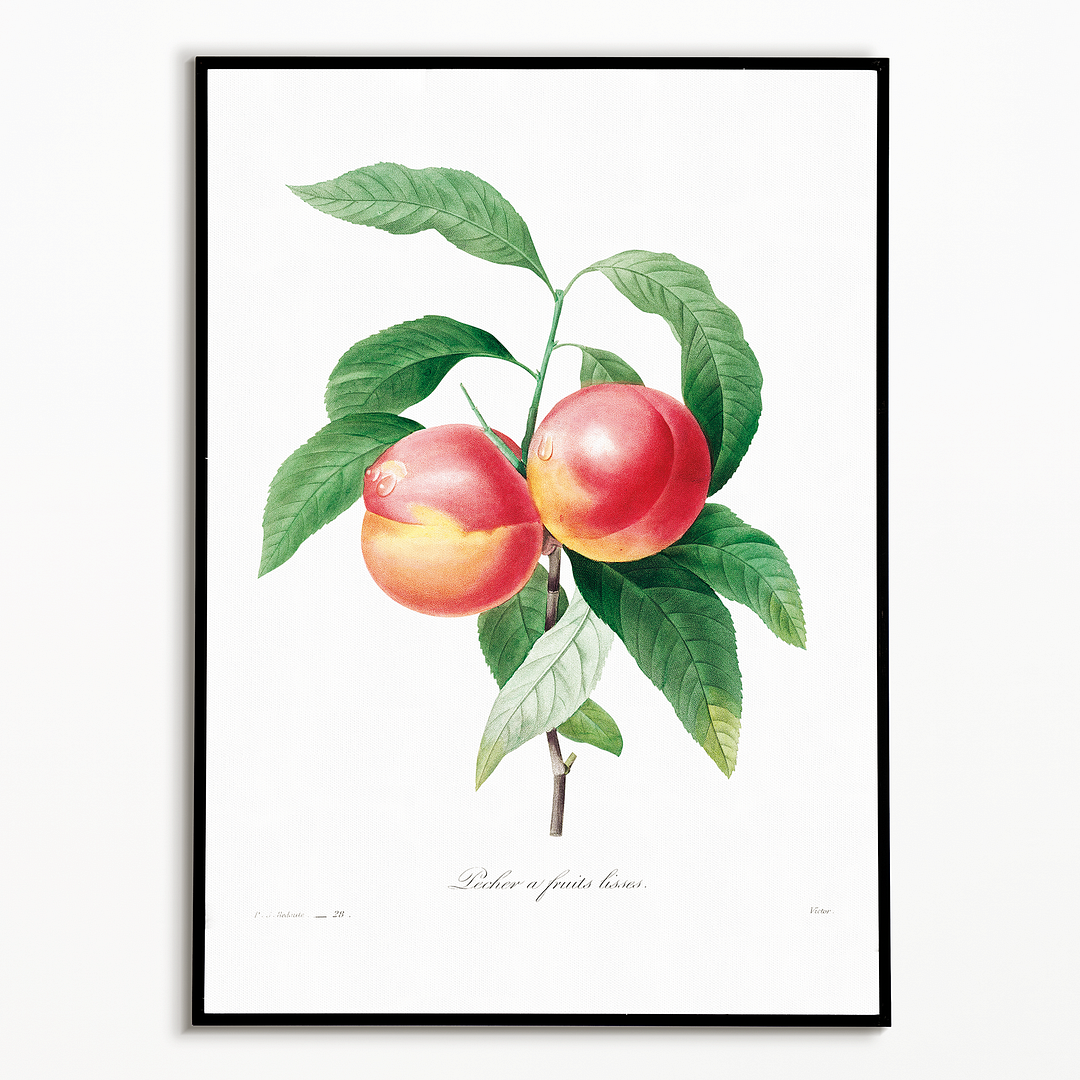 Peaches on a branch By Pierre-Joseph Redouté - Art Print