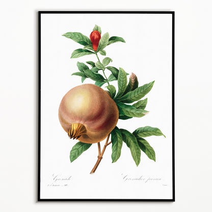 Pomegranate By Pierre-Joseph Redouté - Art Print