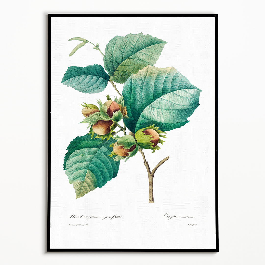 Hazelnut by Pierre-Joseph Redouté - Art Print