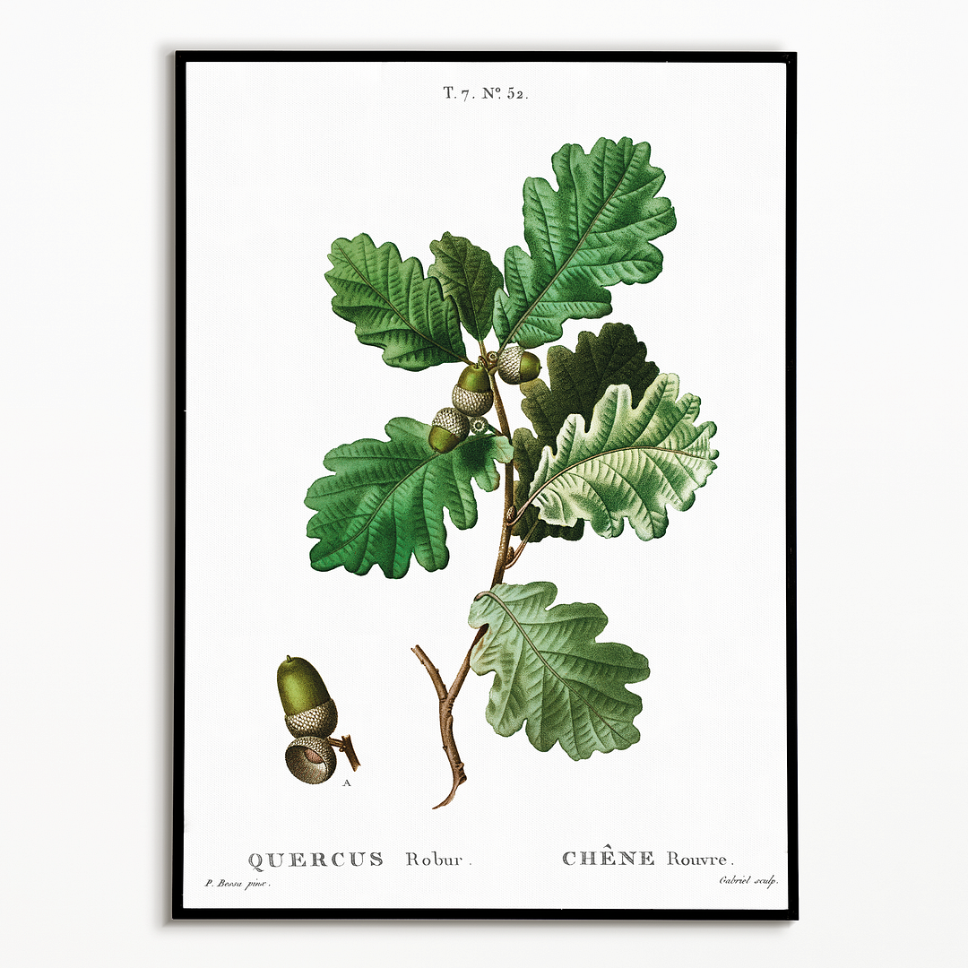 European oak By  Pierre-Joseph Redouté - Art Print