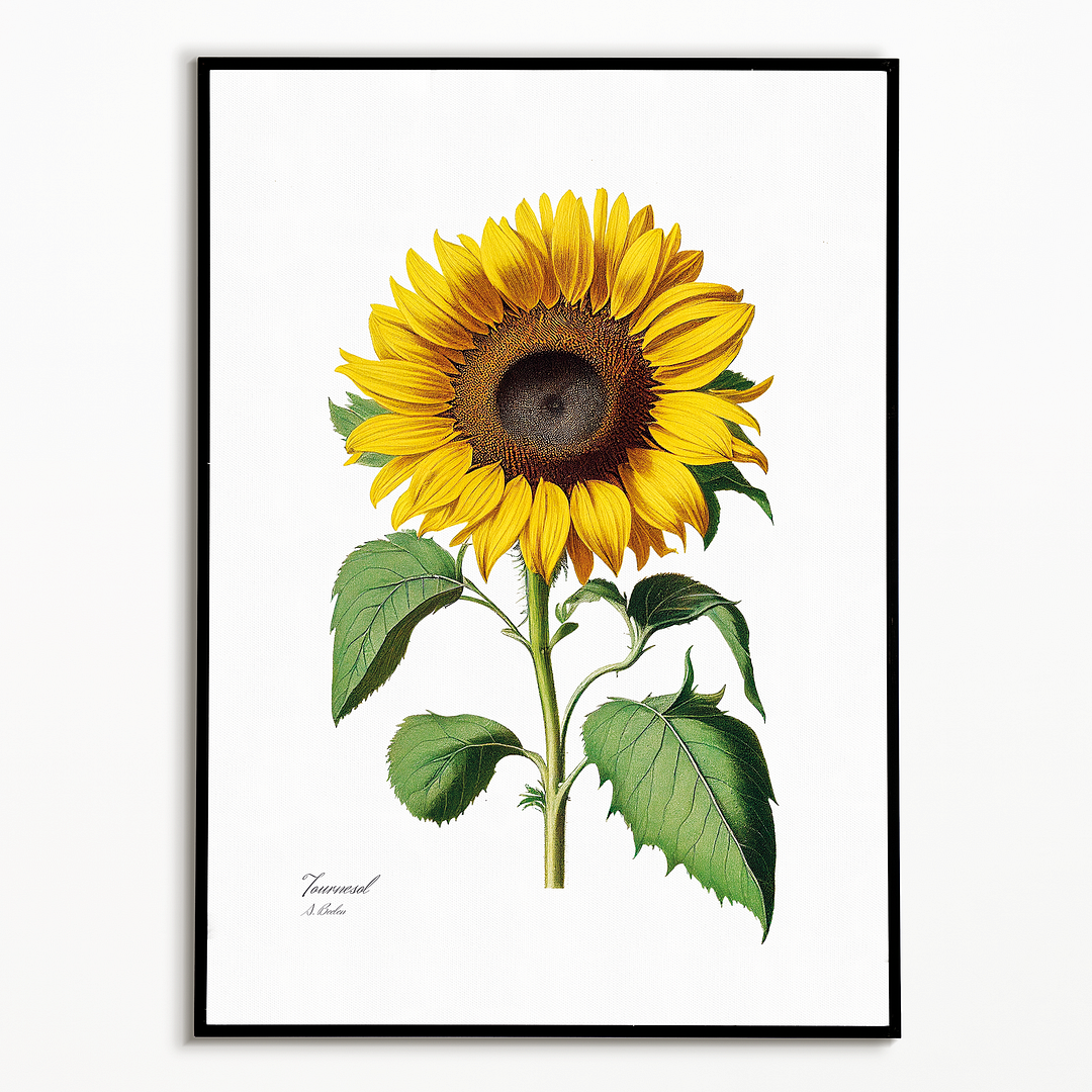 Sunflower - Art Print