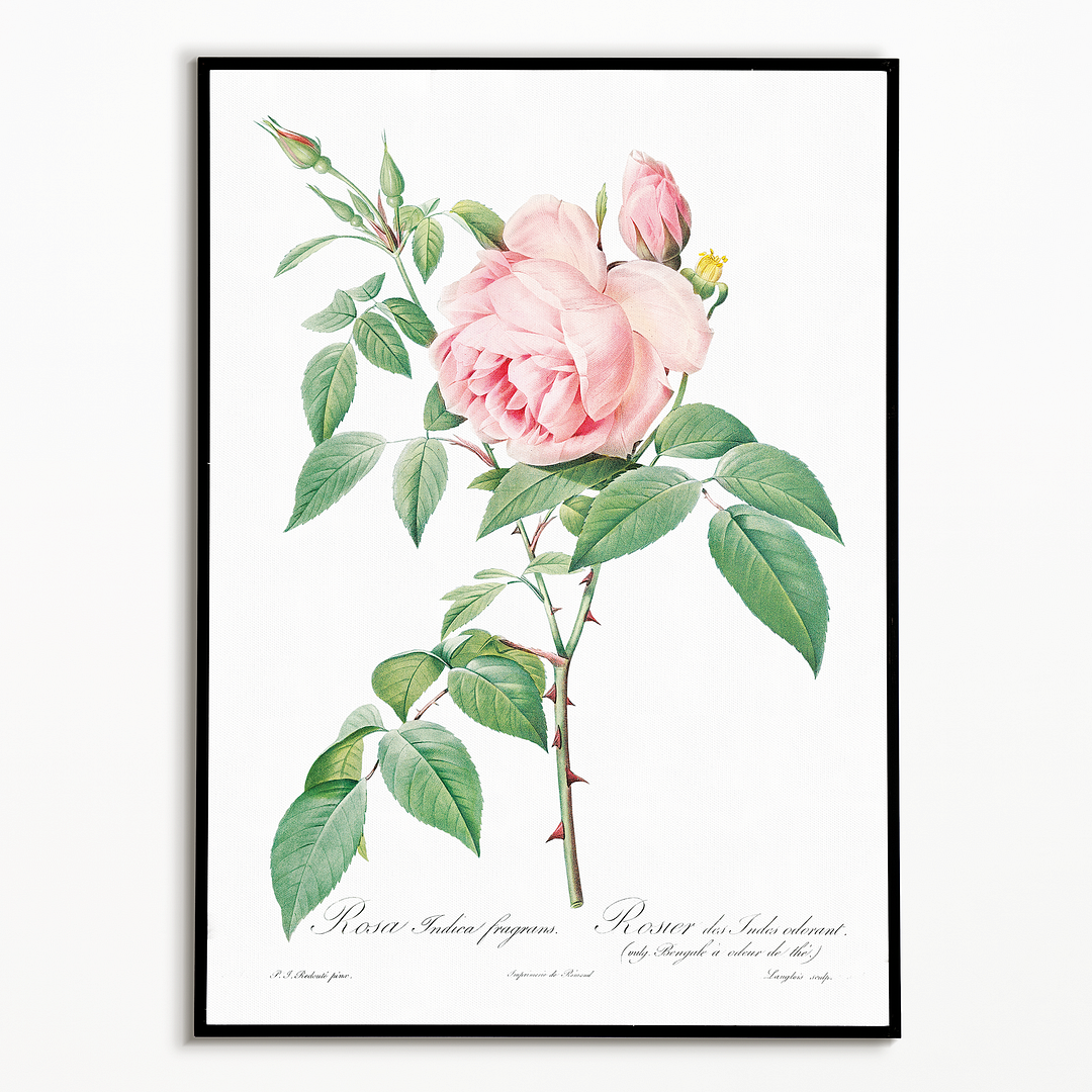 Fragrant Rosebush from Les Roses By Pierre-Joseph Redouté - Art Print